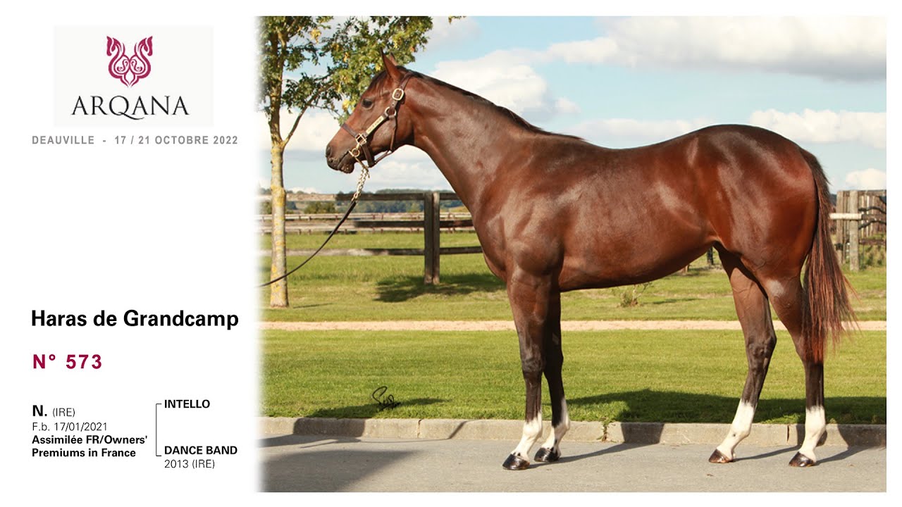 Arqana 2022.09 - N&deg; 573 - F. / Intello x Dance Band / Danehill D. pr&eacute;sent&eacute;e / le Haras De Grandcamp