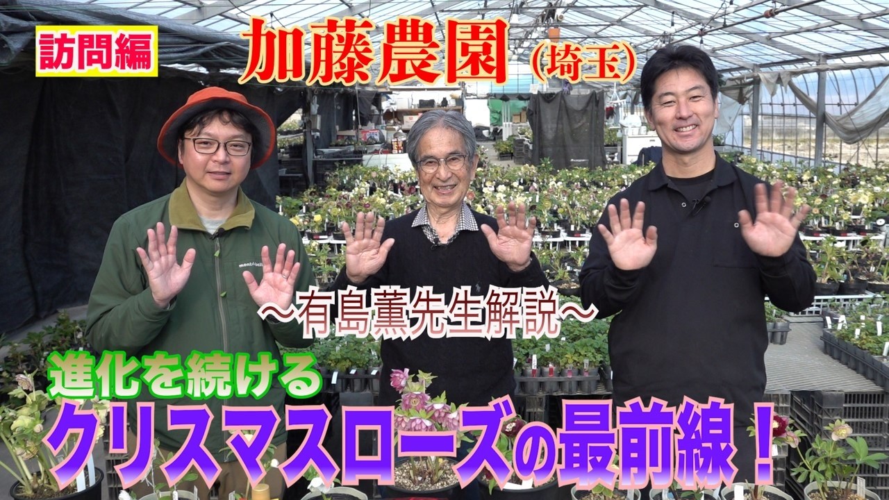 【有島薫先生解説】進化を続けるクリスマスローズの最前線！（加藤農園）～ガーデンドクターTV68 RM