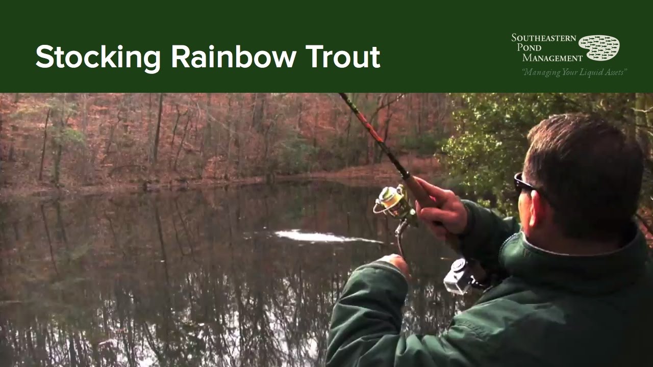 Stocking Rainbow Trout