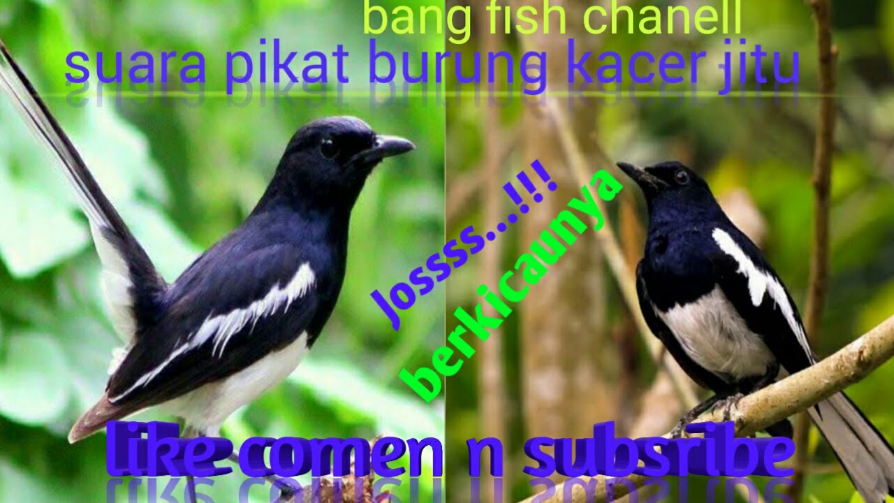 #master jitu Suara pikat burung kacer paling ampuh #kacerplgjitu
