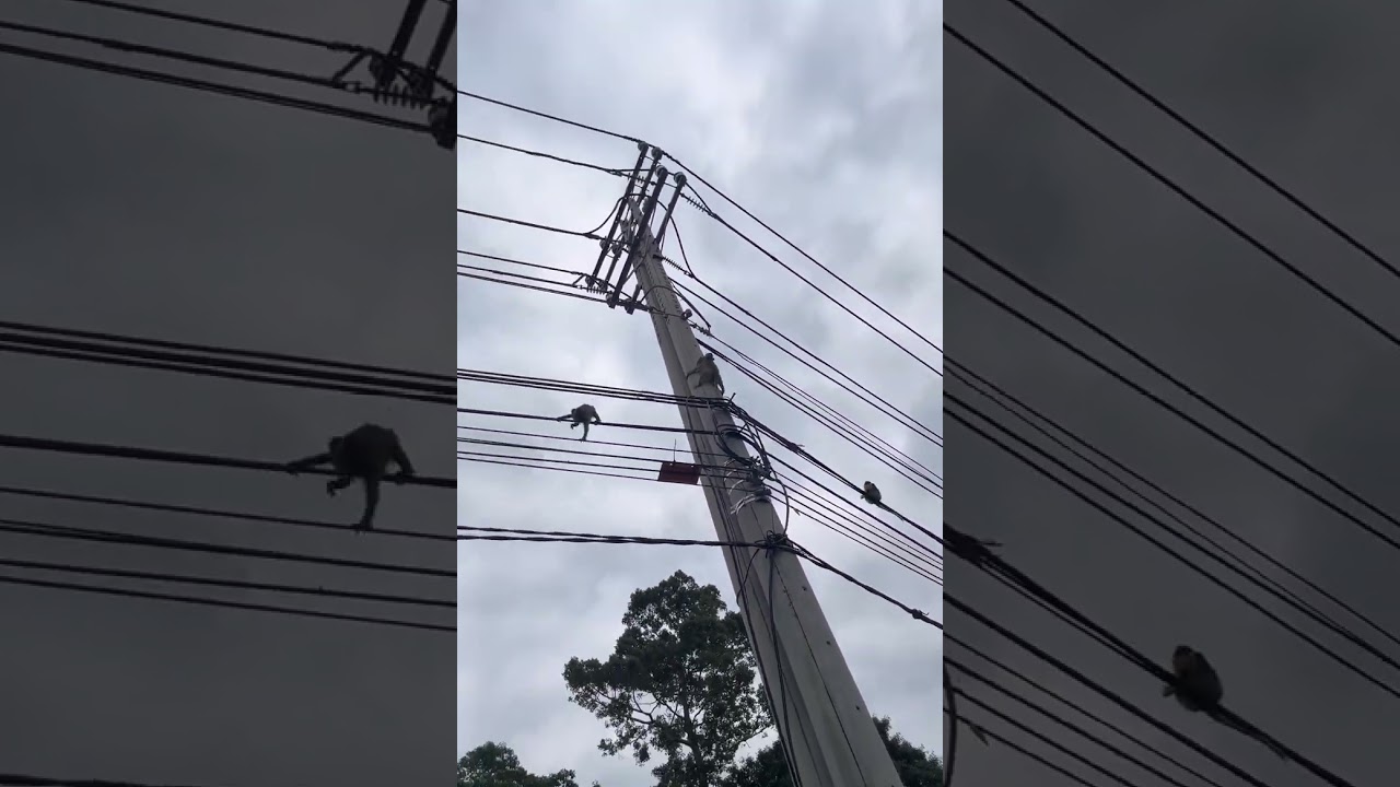 Monkeys and peoples 