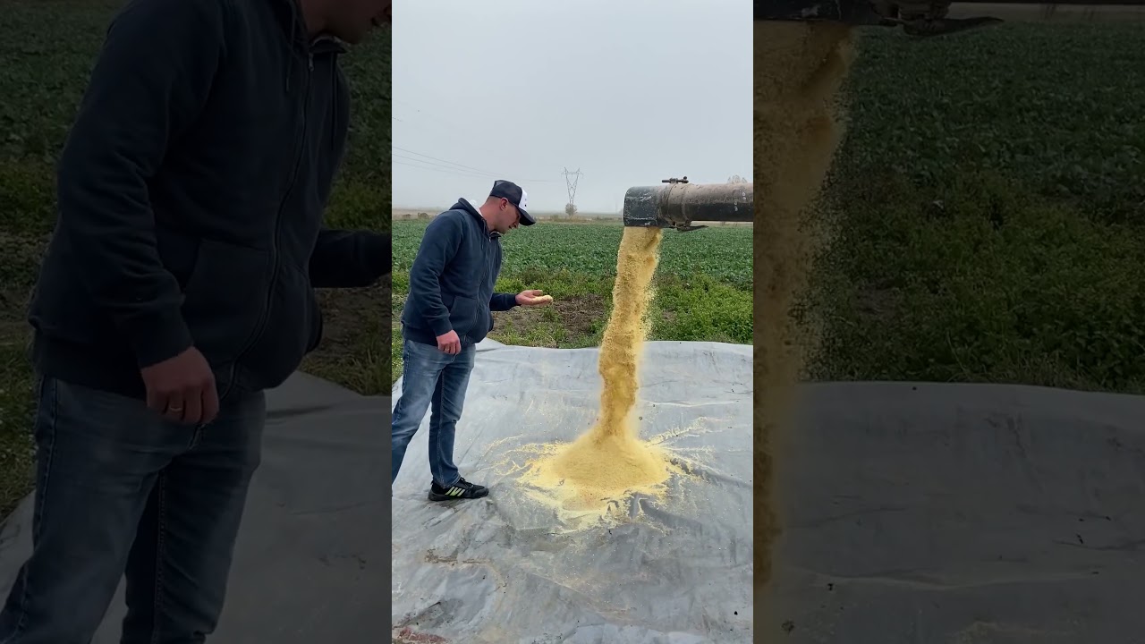DUŻA ZMIANA! Nowy spos&oacute;b na paszę dla moich kr&oacute;w 🐄🌽 #agrorewolucje