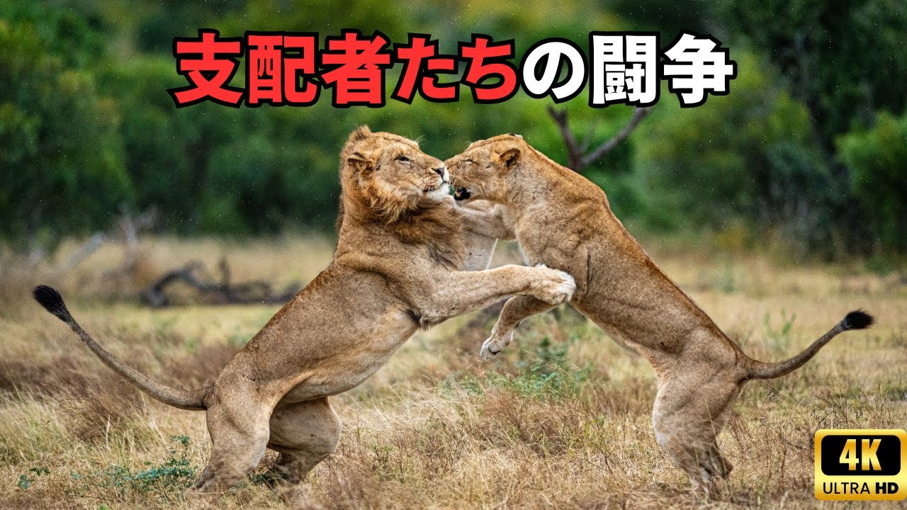 アフリカの野生 | 命を懸けた大移動の続き ②