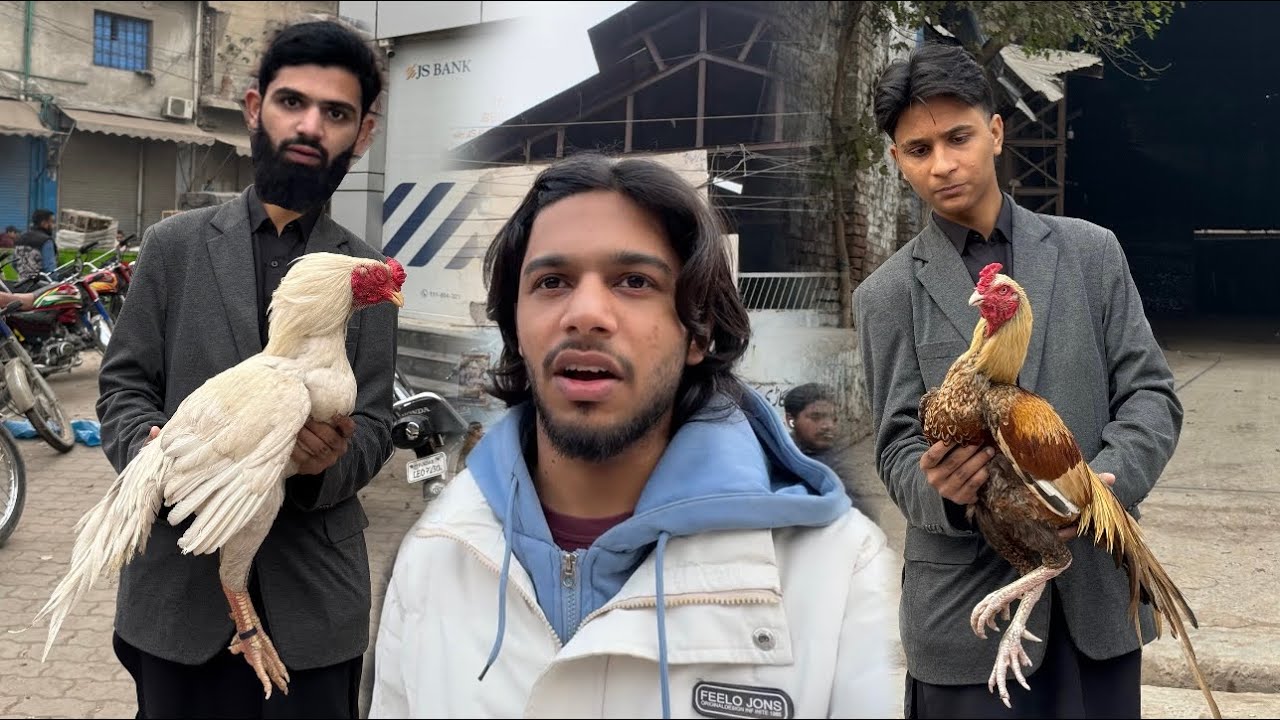 Mandi ma zabardast birds a gaye 