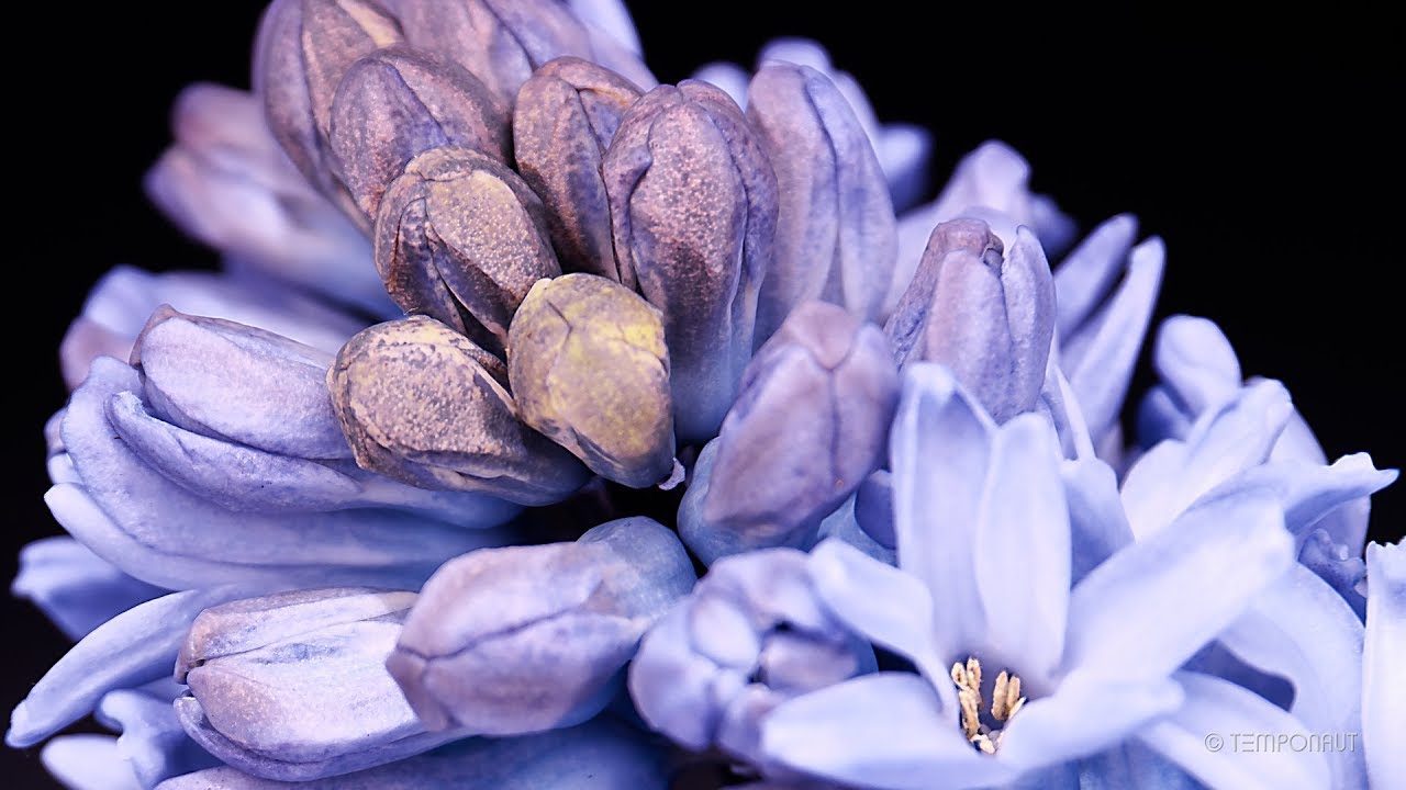 Hyacinth Time-lapse