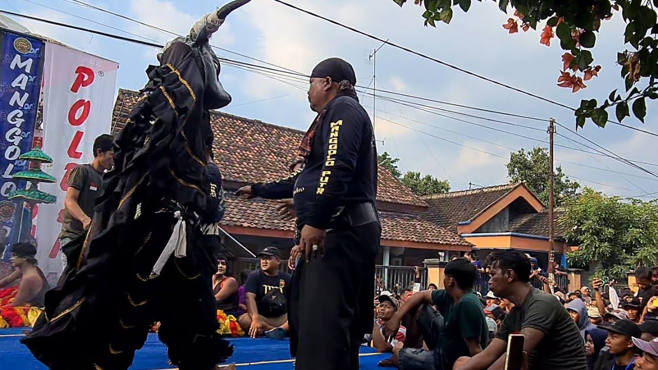 Bantengan galak ‼️ MANGGOLO PUTRO FT jordan audio live kandangan prambon nganjuk