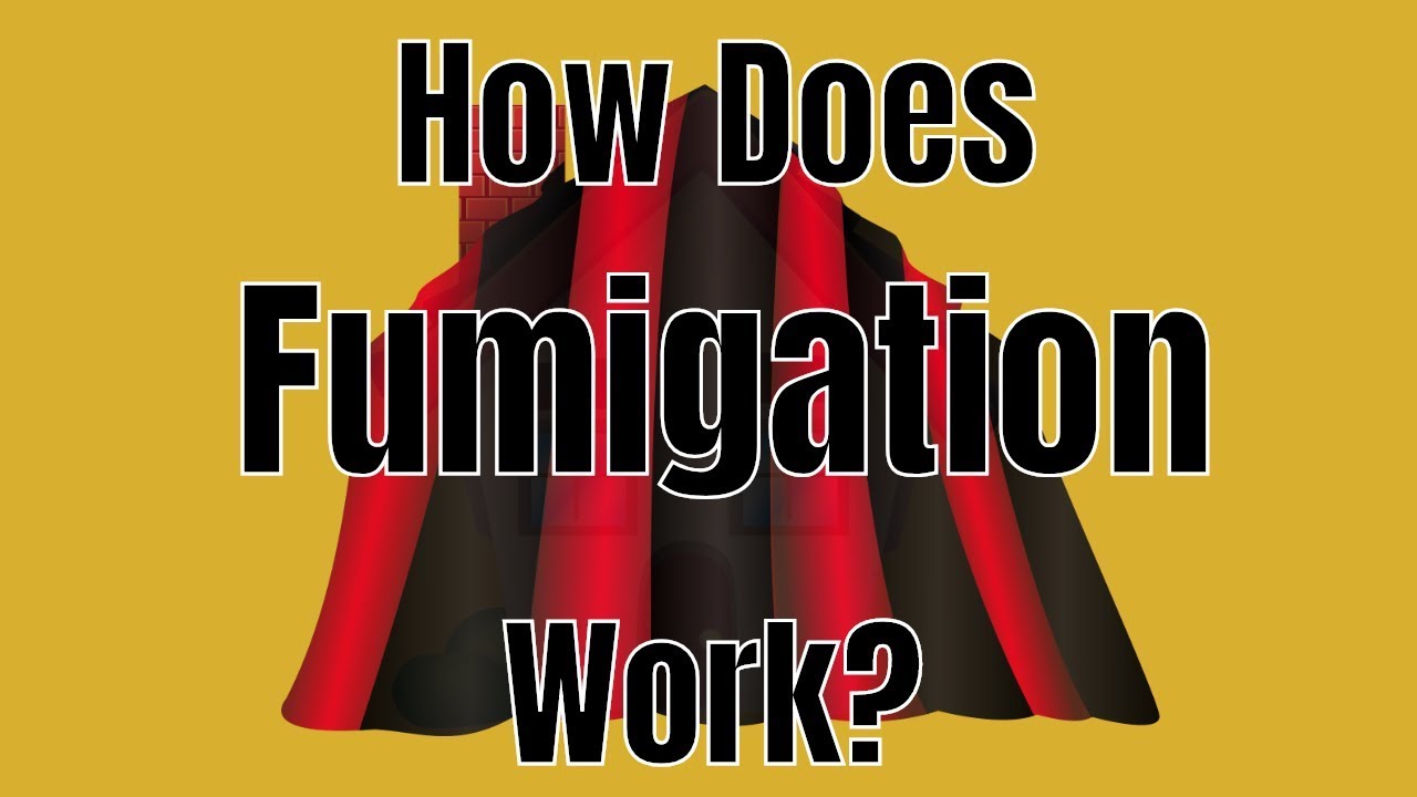How Does House Fumigation (Tenting) Work?🤔