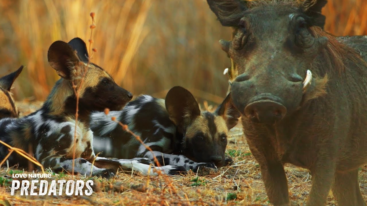 Wild Dogs Protect Pups From Violent Warthog | Pack Vs. Pride 204