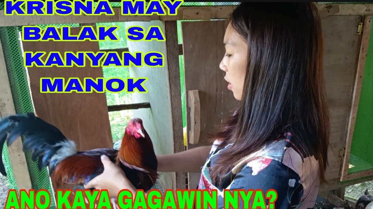 ALAGANG MANOK NI KRISNA MALAKI NA#pbteamdavao #pugongbyahero #hilights 