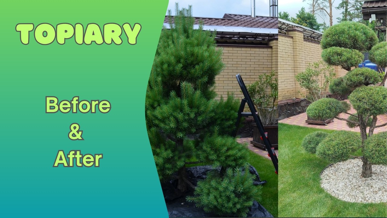 Garden Glow-Up: Topiary Before & After
