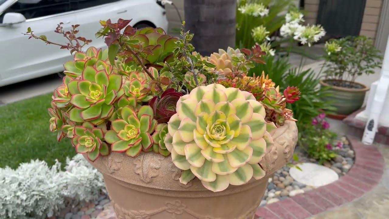 Lucy's Garden  Tour 2021