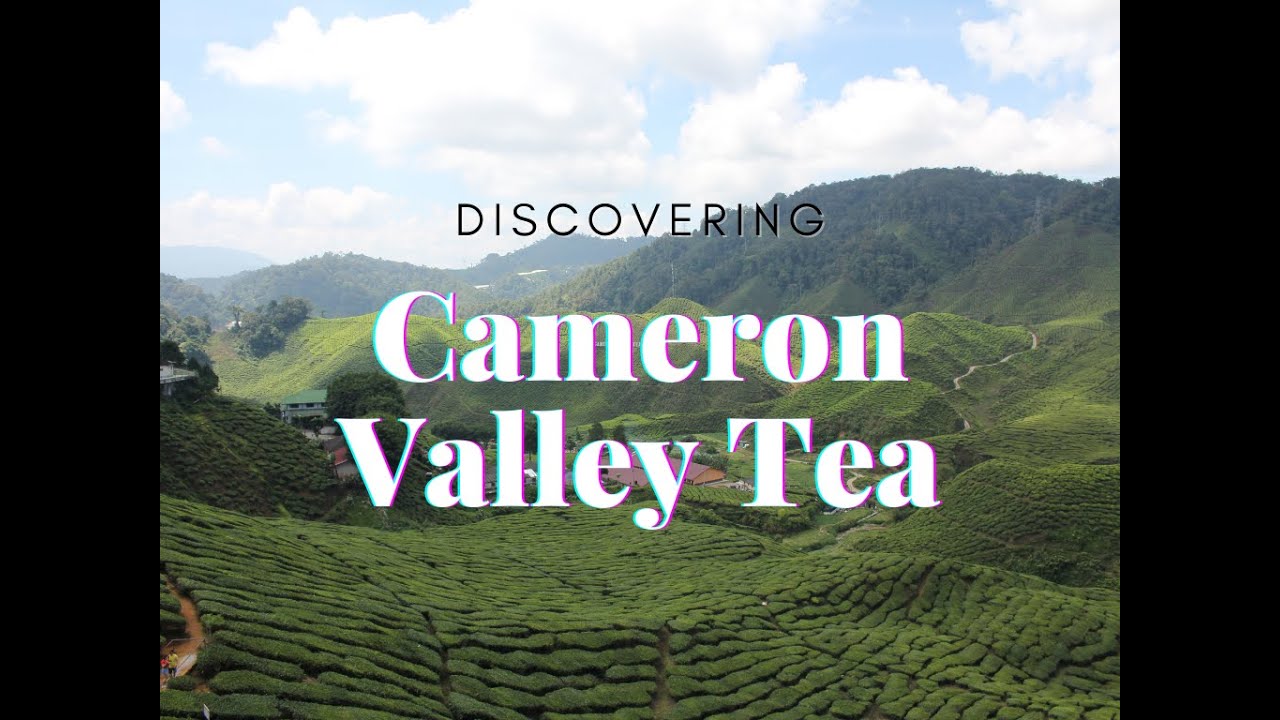 Discovering Cameron Valley Tea