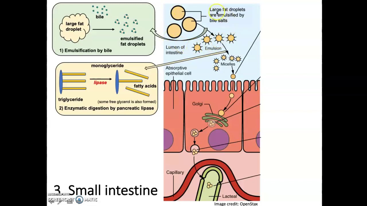 Digestion and Absorption of Lipids
