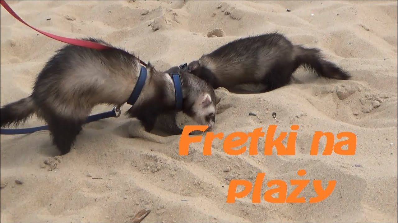 Fretki na plaży | KOPAĆ KOPAĆ KOPAĆ!