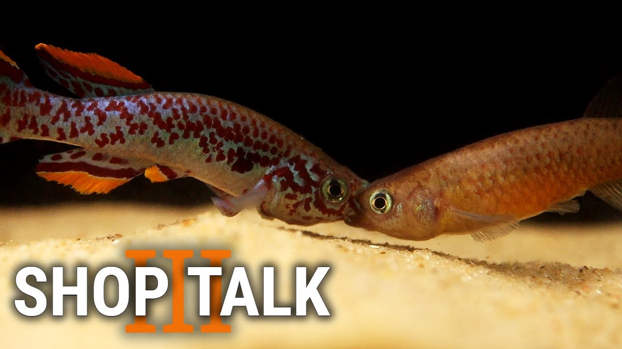 Shop Talk 3 - New Fish and the Joys of Trying Too Hard