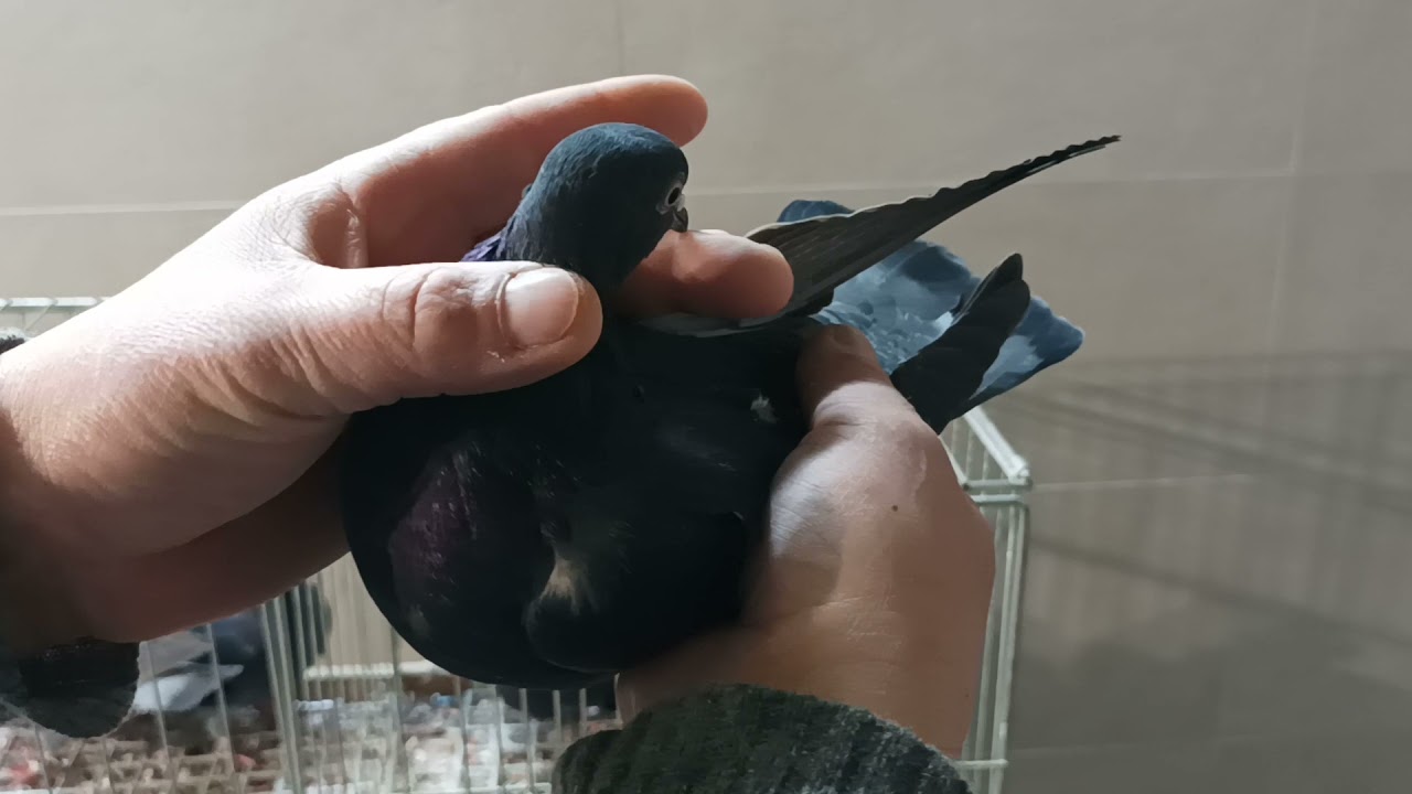 Tipler Zagłębiowski porady dla początkujących z rasą 🎄🎄🎄👍☃️⛄👍👏