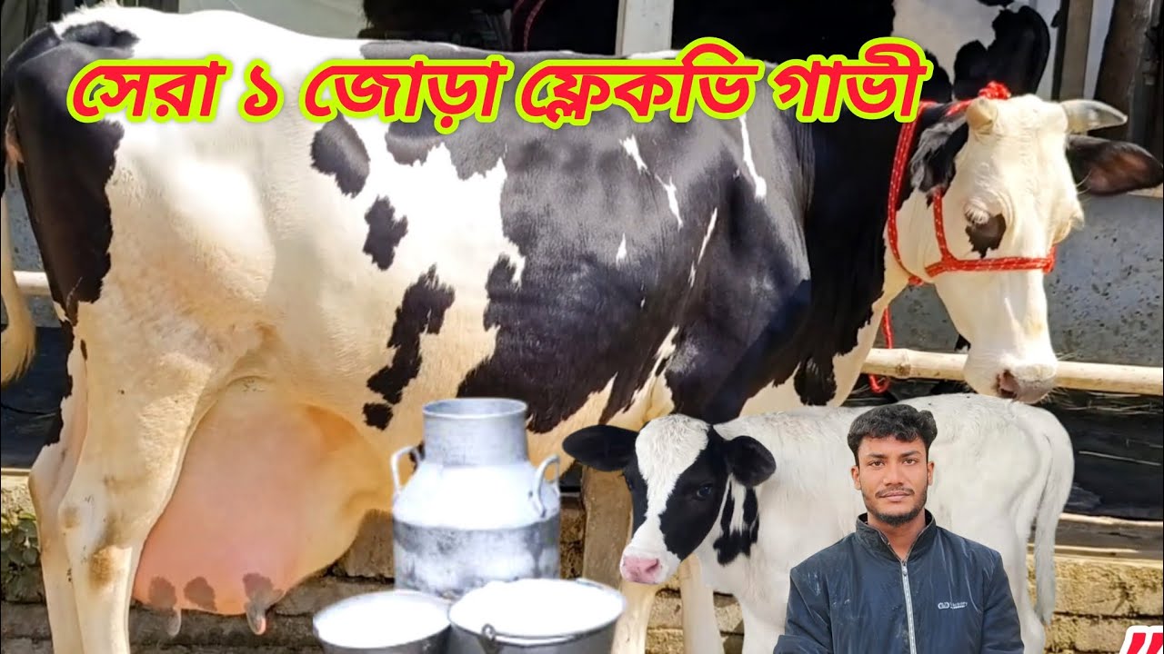 @আজ ২/২/২০২৬/ সেরা ফ্লেকভি জাতের গাভী ৭০ লিটার দুধ ১ জোরা গাভী দেখুন। 