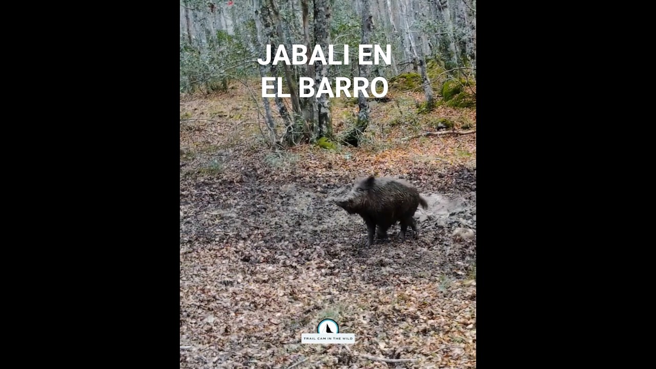 Jabalí macho en el barro 🐗🍂