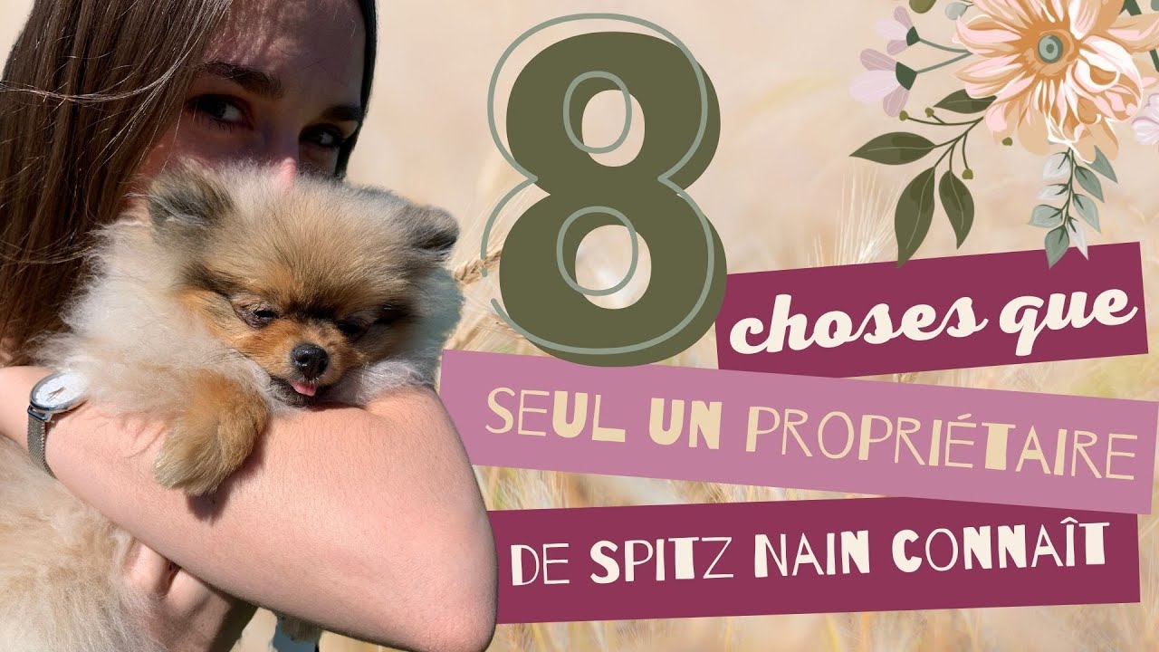 🐶 Les 8 choses que seul un propri&eacute;taire de Spitz Nain conna&icirc;t 🐾 : ✦ 100% #POMERANIAN