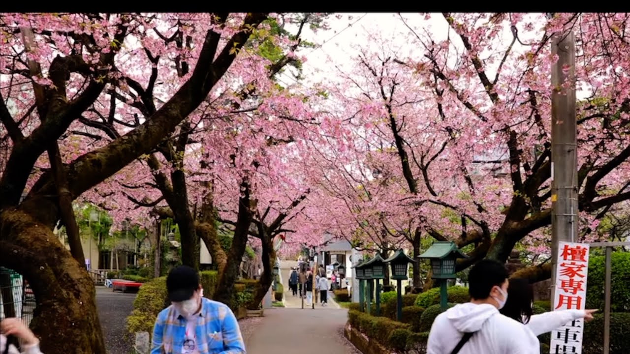 Sakura season Japan 2024 | Cherry blossoms in Mitsuzoin Temple Saitama Japan  Japan Walk