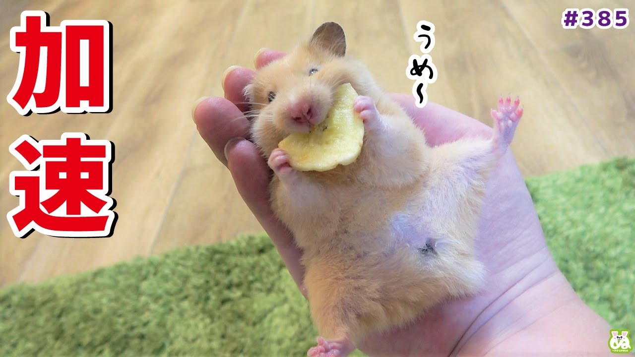 バレない様に不法侵入するも即バレするハムスター