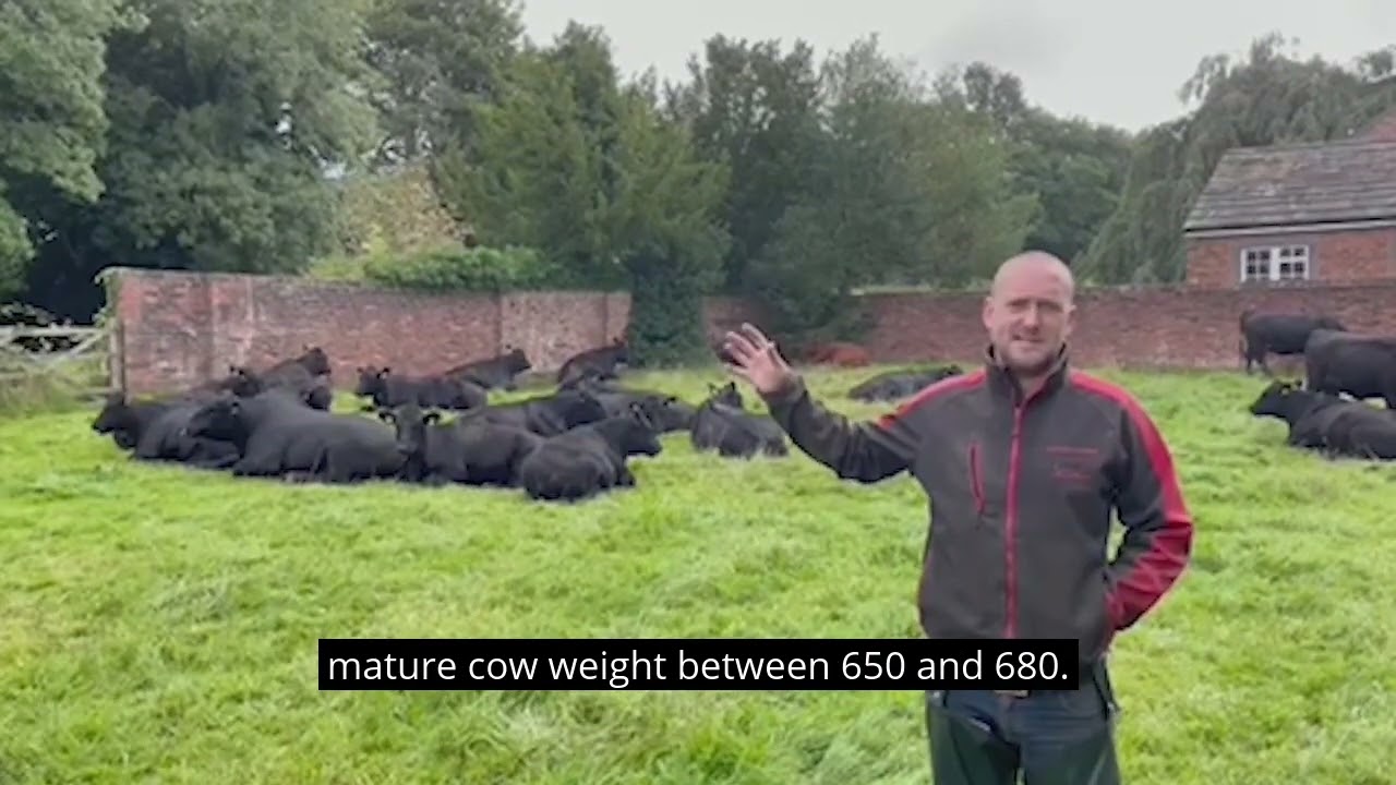 AHDB Strategic Farmer Ian Norbury calving at two