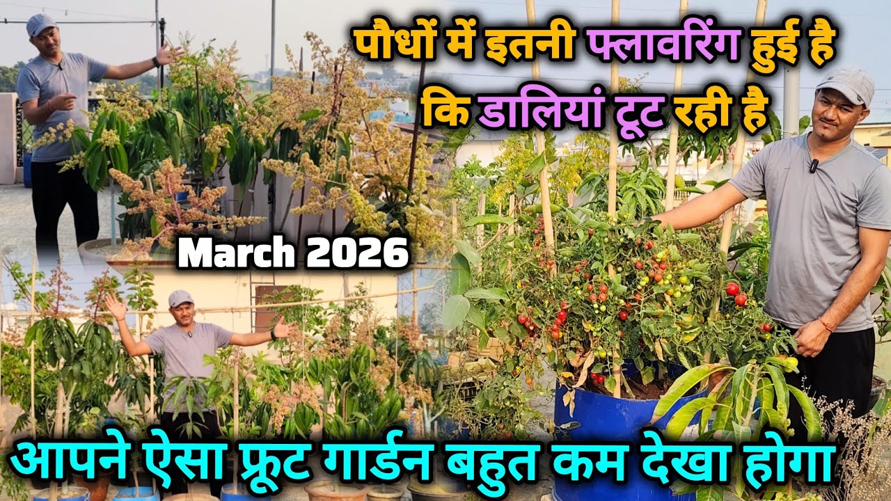 छत में ऐसा फलों का बगीचा बहुत कम देखा होगा || My Fruit Garden Update 20026  #gardentour 