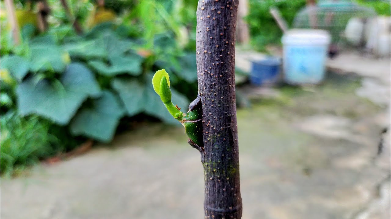 Самый подробный способ прививки джекфрута для начинающих садоводов