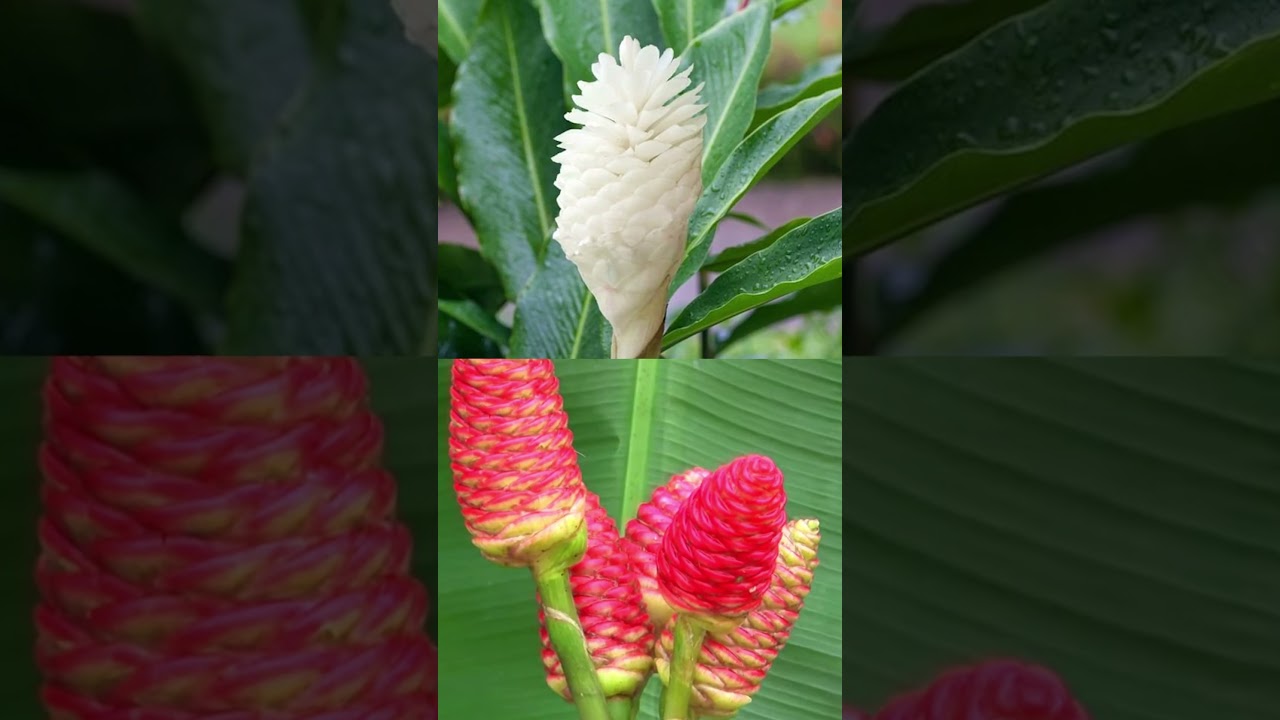 &iquest;C&oacute;mo crece el jengibre? Una planta incre&iacute;ble 🥀😱 Explorador #shorts