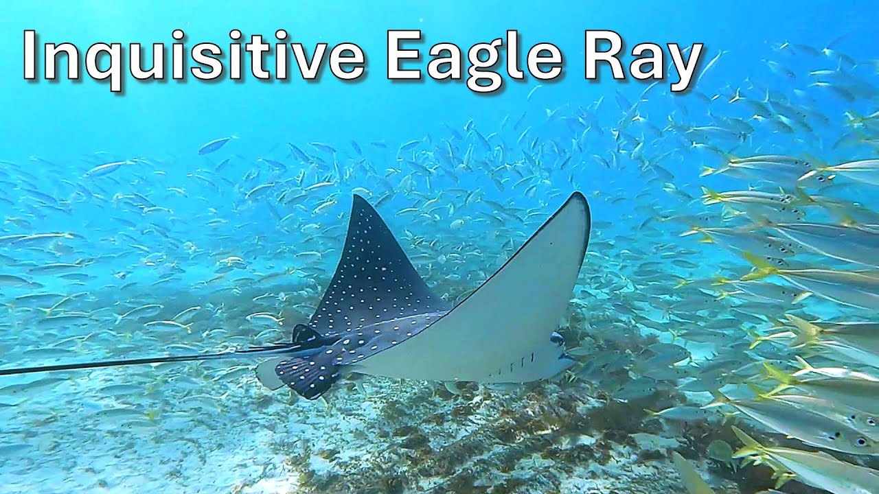 Inquisitive Eagle Ray - Documentary Clip