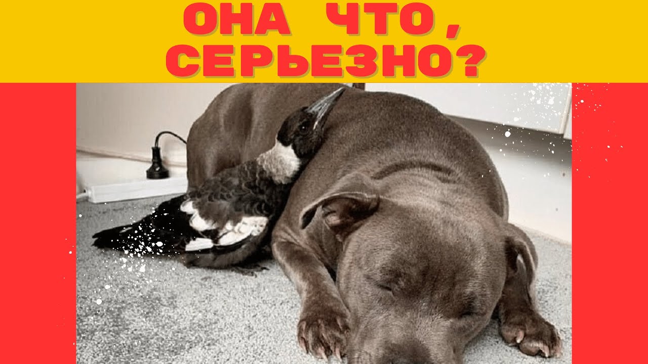 😱Почему эта сорока думает, что она - собака?🔥 Безумная история о птице, которую вырастил пёс