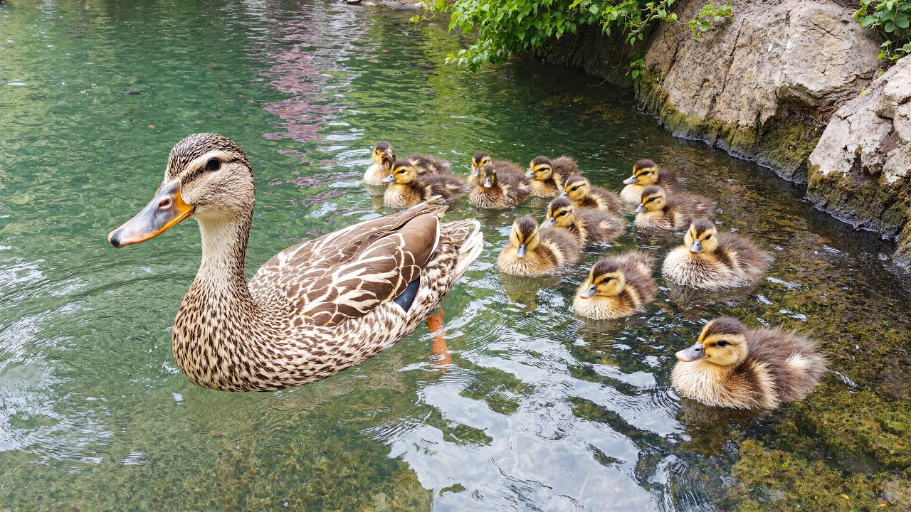 Посмотрите это, если ваши мысли кажутся тяжелыми 🦆 Нежная семья уток в целебной воде 🍃💚