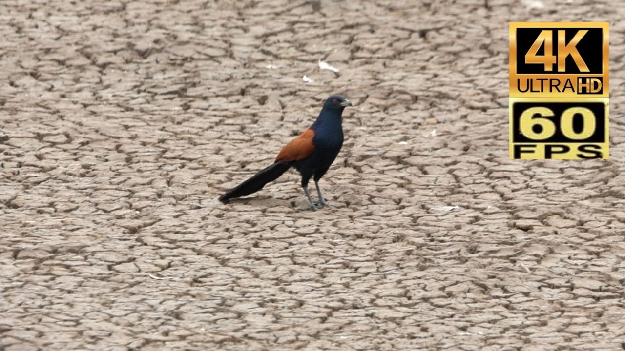 4K60 正在休閒散步中的 香港雀鳥：褐翅鴉鵑 Birds in Hong Kong: Greater coucal