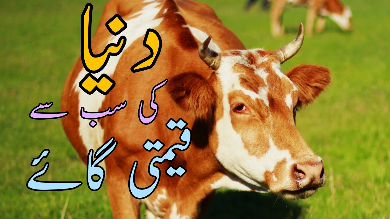 Best Moral Story Duniya Ki sab Se Qeemati Gaaey By Quotes & Sayings Official Urdu Hindi Stories.