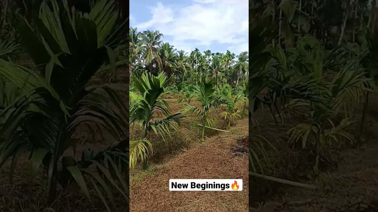 Areca Nut Farming #viral #nature #shorts #farming