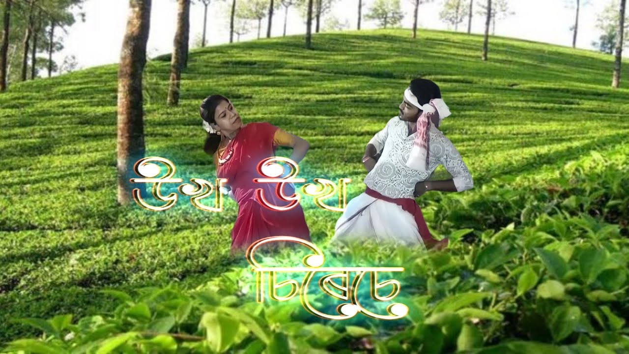 উখ উখ চিৰেচে নিচে চায়ের গাছ।।