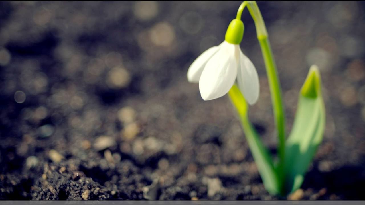 Stanislav Šakirov - Lum Peledäš (snowdrop) [Mari language]