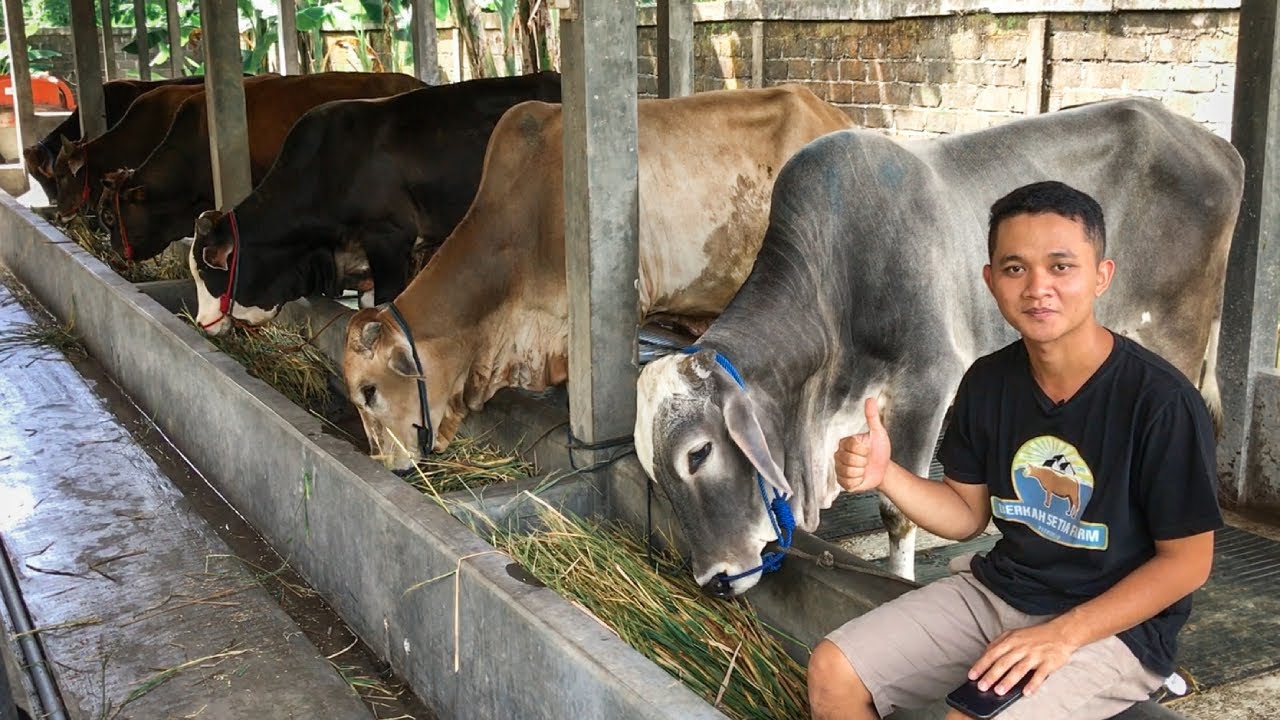 MURAH MERIAH‼️SAPI EKONOMIS VARIAN BARU - Bukan Sapi Bali / Madura