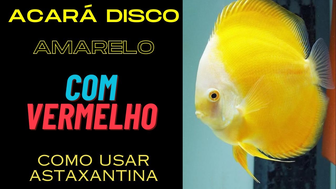ACARÁ DISCO AMARELO E VERMELHO JUNTOS?