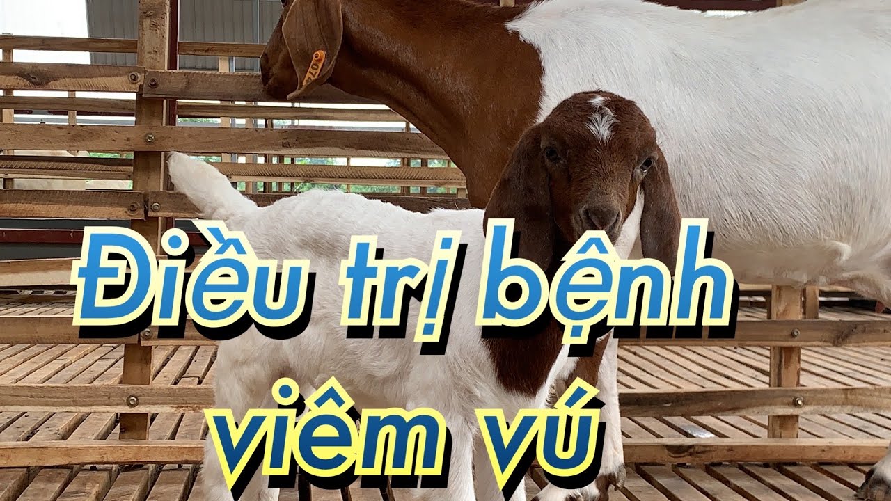 ĐIỀU TRỊ BỆNH VI&Ecirc;M V&Uacute; CHO D&Ecirc; MẸ
