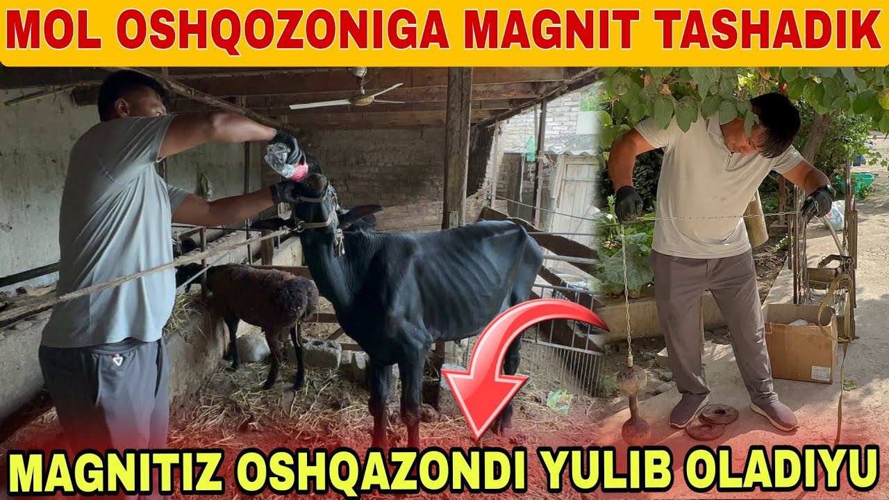 MOLLARGA MAGNIT QANDAY FOYDASI BOR