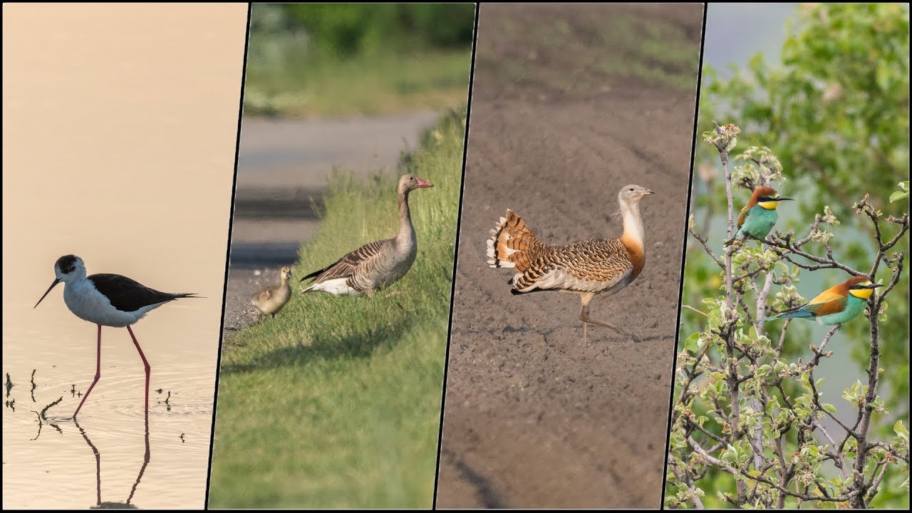 Birding in Lake Neusiedl-Seewinkel National Park