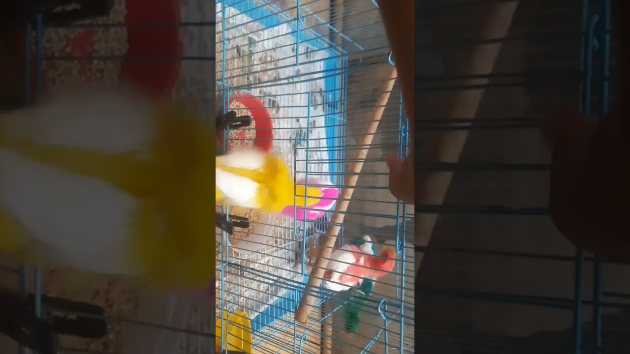 #chicks #childrensmusic #ashortaday #kidzmix #chickfriends #friendship
