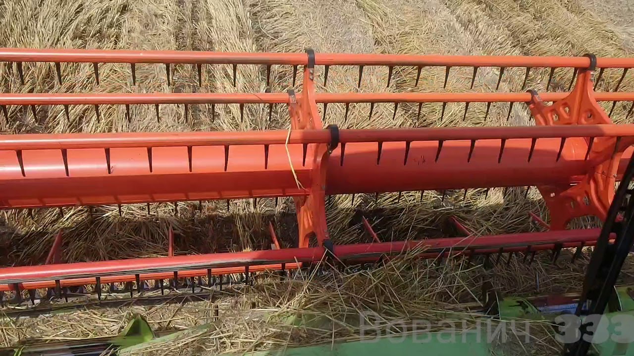 Жнива 2020 Продовження молодьби