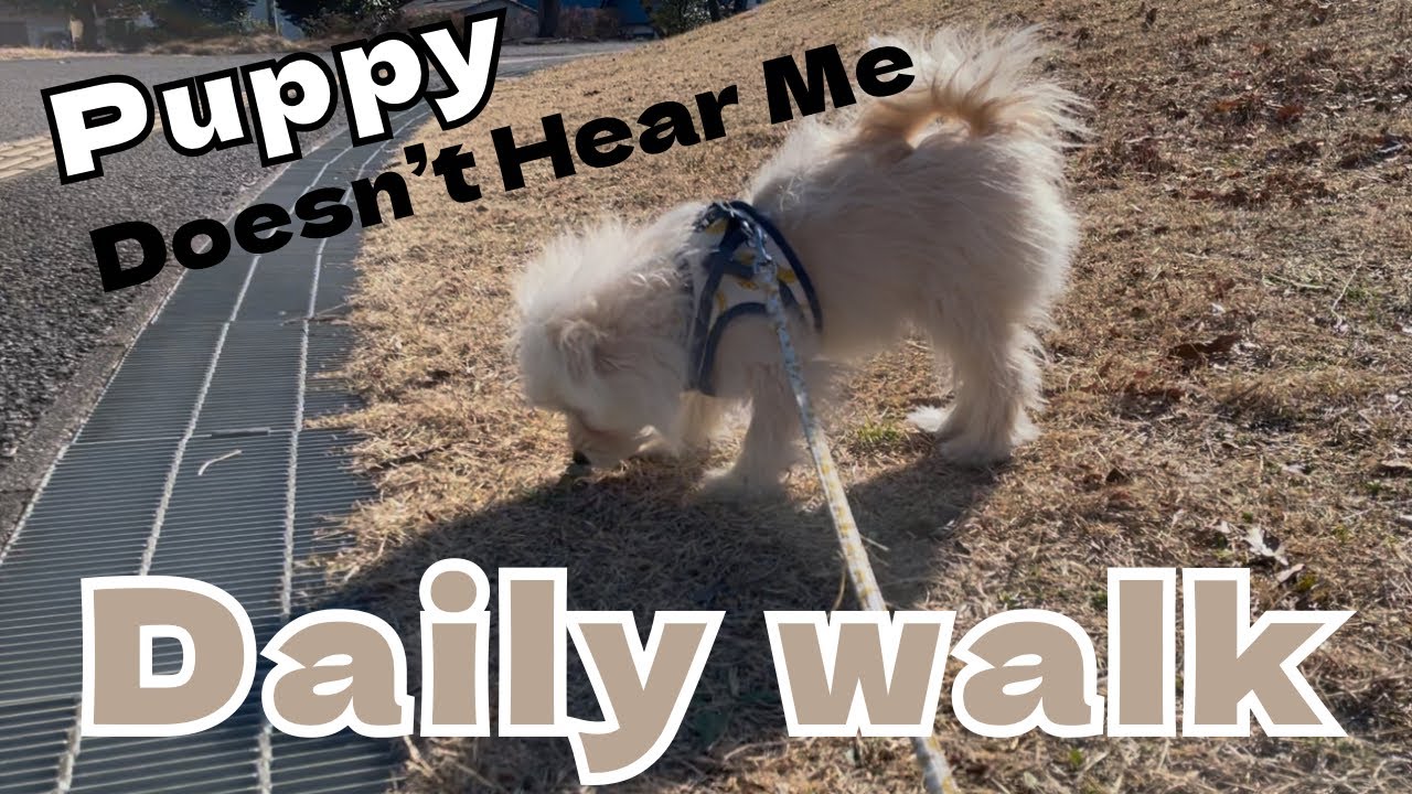 散歩に慣れてきた子犬 | So into the outside world, he doesn’t hear us calling anymore #pomeranian #トイプードル 