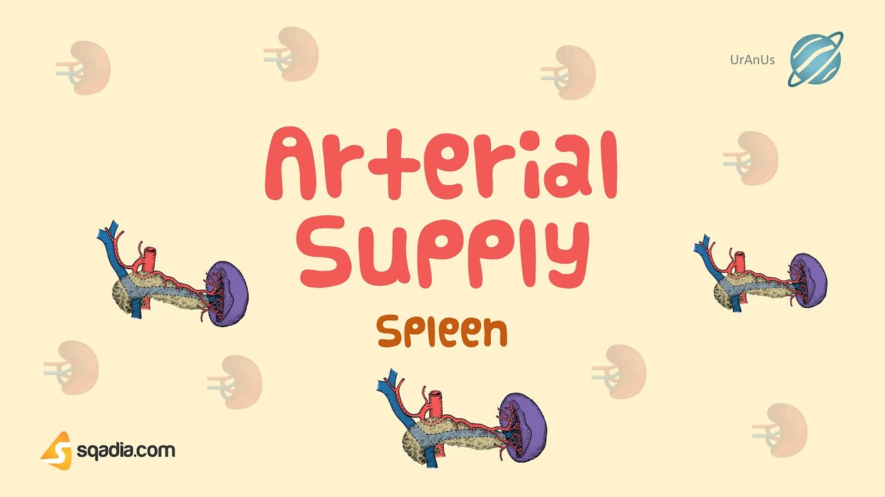 Spleen | Anatomical Position and Relations | Arterial Supply