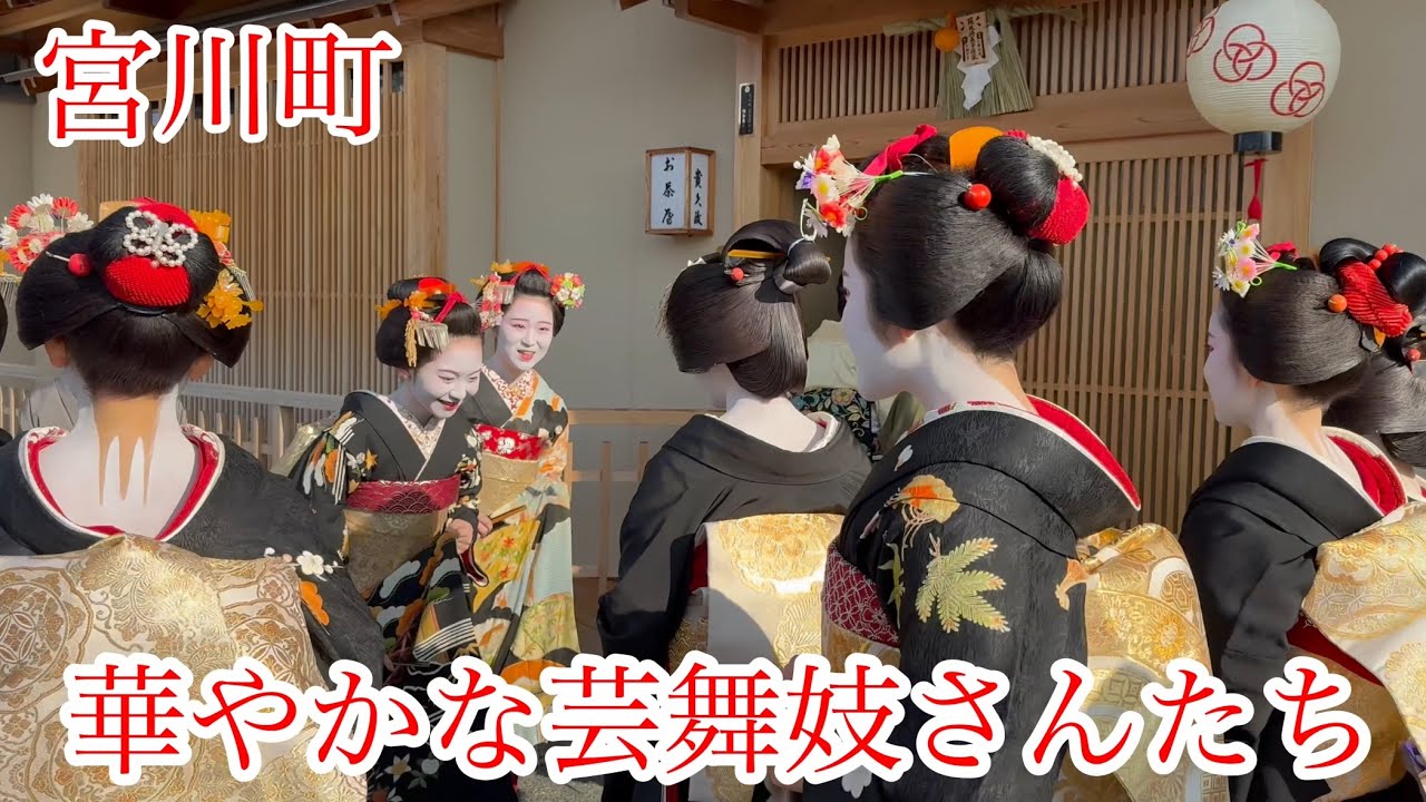 新年に華やかな黒紋付き姿の芸舞妓さんたち Geiko and Maiko in Miyagawacho 【4K】2025年1月