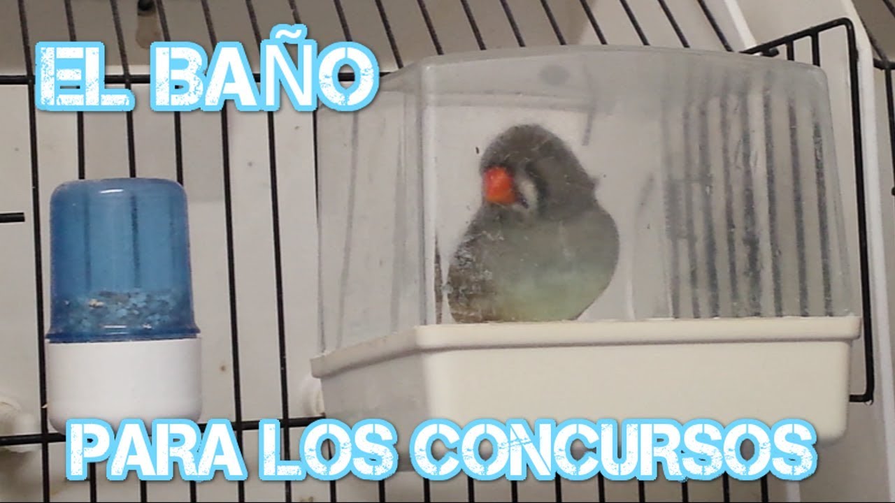 EL BAÑO PARA CONCURSOS  + SORTEO