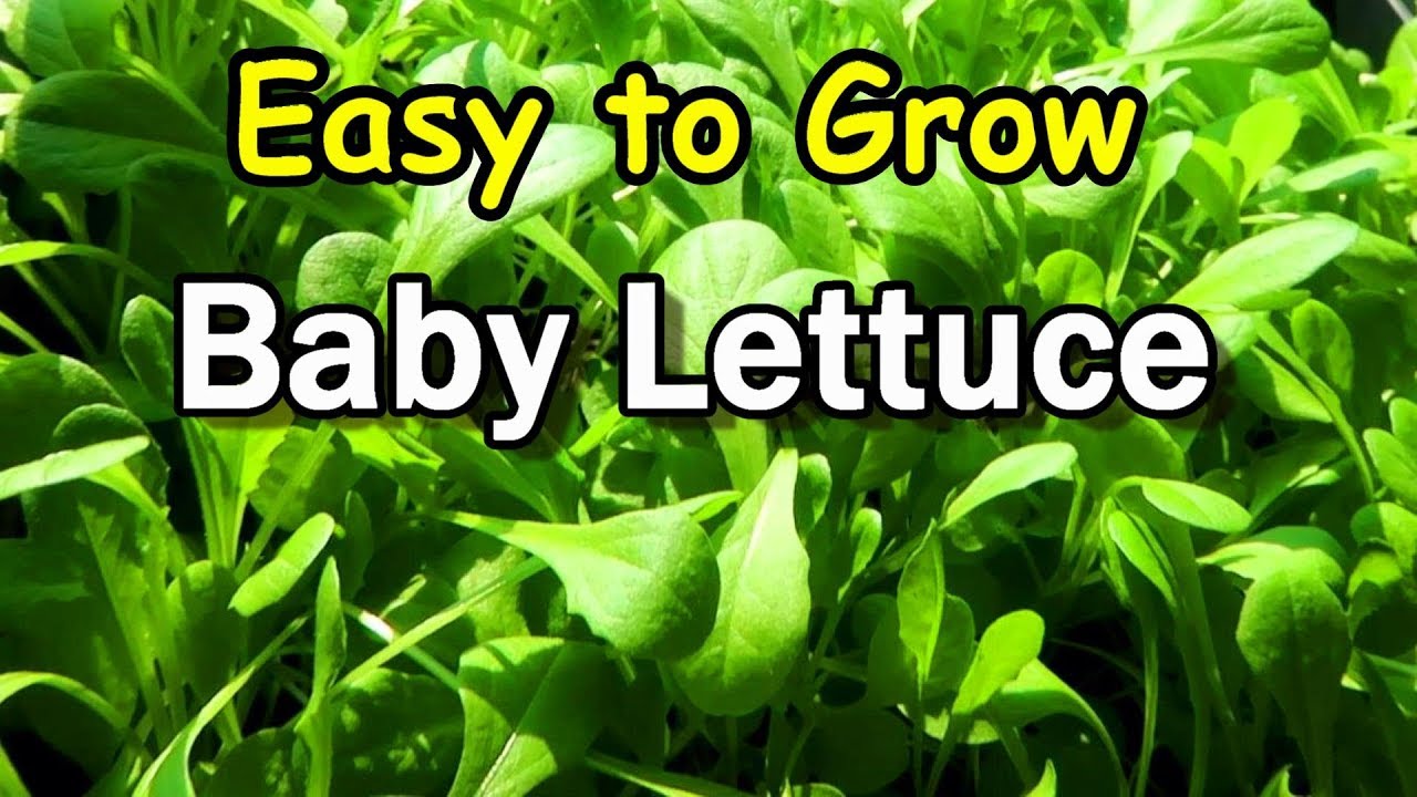 Easy to Grow Baby Lettuce Greens:  Tender and Quick