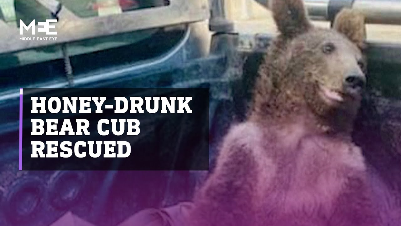 Bear cub who consumed excessive amounts of hallucinogenic honey rescued in Turkey&rsquo;s Duzce province